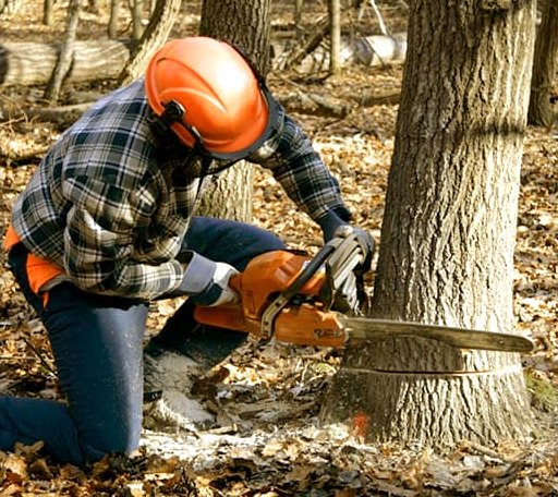Tree Removal in Ponder, TX
